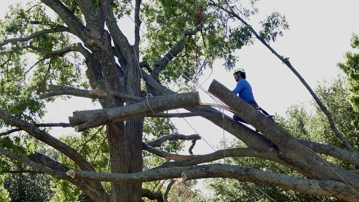 Professional Crown Thinning performed by certified arborists in West Suffield