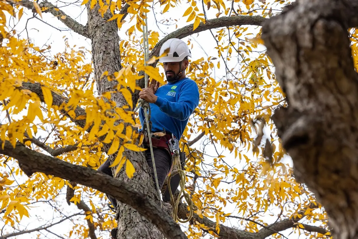 Skilled Tree Pruning crew working in West Suffield